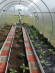 Агротекстиль Agrojutex 100г/м2 - 1.65x30м