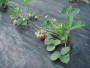 Агротекстиль Agrojutex 100г/м2 - 1.65x40м Агротекстиль Agrojutex 100г/м2 - 1.65x40м