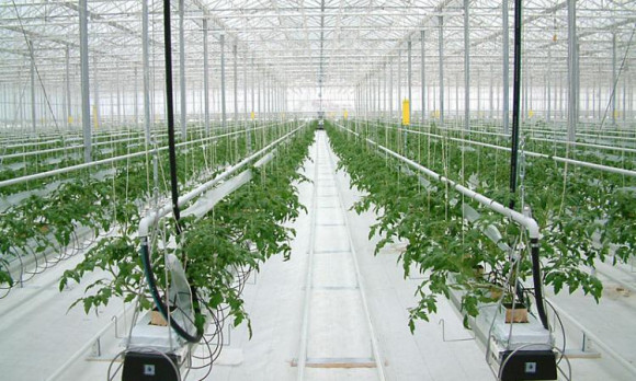 Агротекстиль Agrojutex белый 130г/м2 - 1.65x100м Агротекстиль Agrojutex белый 130г/м2 - 1.65x100м